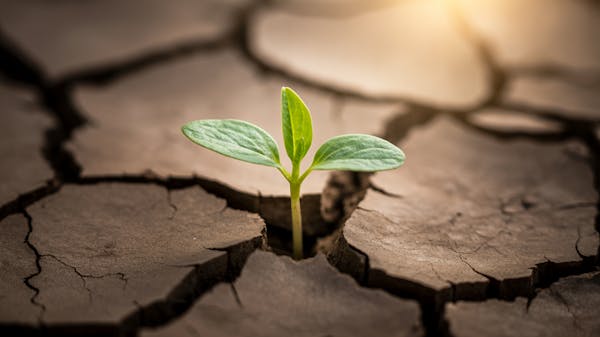 IP | This Not That SMS