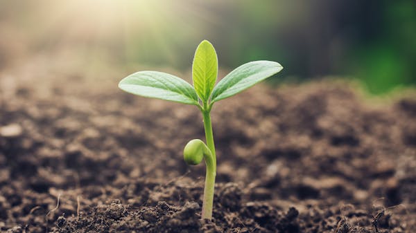 First Ballot Digital  | AAA - The Bellweather Signal 