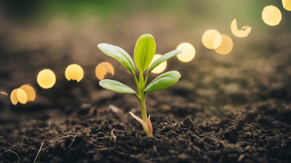 Stansberry | WII Trump Final Deal SMS